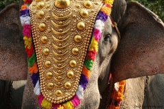 festival-elephant-5