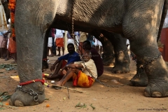 festival-elephant-85