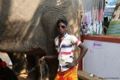 festival-elephant-92