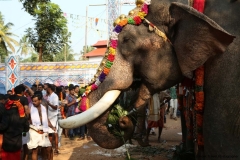 festival-elephant-94
