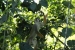 20120723-IMG_3286