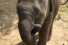 19feb2015_nam-ou-elephant-farm_7080
