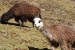 lares valley 079.jpg