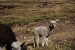 lares valley 116.jpg