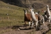 lares valley 274.jpg