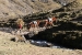 lares valley 321.jpg