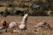 lares valley 562.jpg