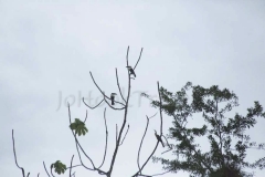 thumb_amazon_20160306_3718_1024