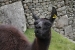 Machupicchu 043.jpg