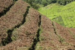 Cameron Highlands_20150705_7858