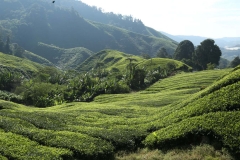 Cameron Highlands_20150705_7913
