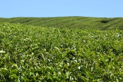 Cameron Highlands_20150705_7967