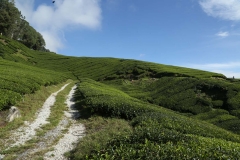 Cameron Highlands_20150705_8003