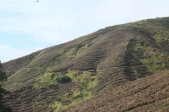 Cameron Highlands_20150705_8050