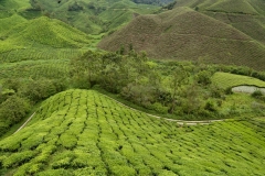 Cameron Highlands_20150705_8201