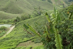 Cameron Highlands_20150705_8257
