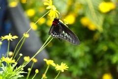 Cameron Highlands_20150705_8281