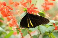 Cameron Highlands_20150705_8298