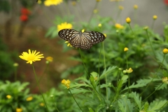 Cameron Highlands_20150705_8302