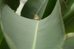 Cameron Highlands_20150705_8315