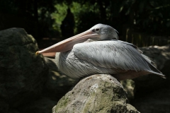 Kuala Lumpur Bird Sanctuary 2_20150529_8669