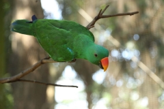 Kuala Lumpur Bird Sanctuary 2_20150529_8923