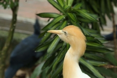 Kuala Lumpur Bird Sanctuary 2_20150529_8946
