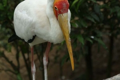 Kuala Lumpur Bird Sanctuary 2_20150529_8956