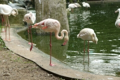 Kuala Lumpur Bird Sanctuary 2_20150529_8965