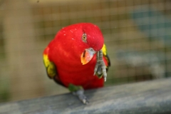 Kuala Lumpur Bird sanctuary_20150529_8172