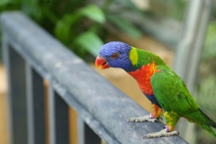 Kuala Lumpur Bird sanctuary_20150529_8257