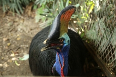 Kuala Lumpur Bird sanctuary_20150529_8474