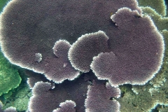 Videos and photos perenthian islands_20150701_6969