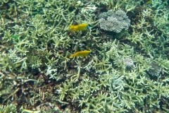 Videos and photos perenthian islands_20150701_7030