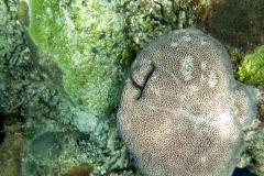 Videos and photos perenthian islands_20150701_7041