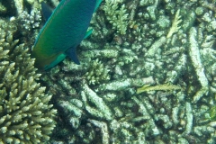Videos and photos perenthian islands_20150701_7075