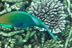 Videos and photos perenthian islands_20150701_7077