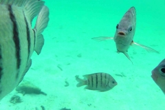 Videos and photos perenthian islands_20150701_7117
