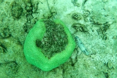 Videos and photos perenthian islands_20150701_7119