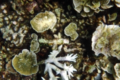 Videos and photos perenthian islands_20150701_7129