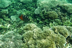 Videos and photos perenthian islands_20150701_7134
