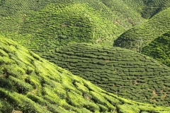 cameron highlands 2_20150705_8369