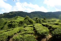 cameron highlands 2_20150705_8403