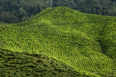 cameron highlands 2_20150705_8464