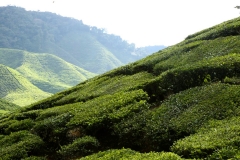 cameron highlands 2_20150705_8467