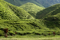 cameron highlands 2_20150705_8565