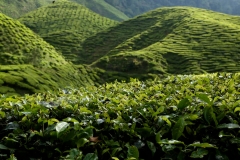 cameron highlands 2_20150705_8569