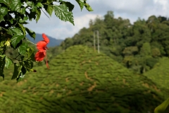 cameron highlands 2_20150705_8603