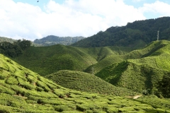 cameron highlands 2_20150705_8622