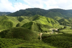 cameron highlands 2_20150705_8628